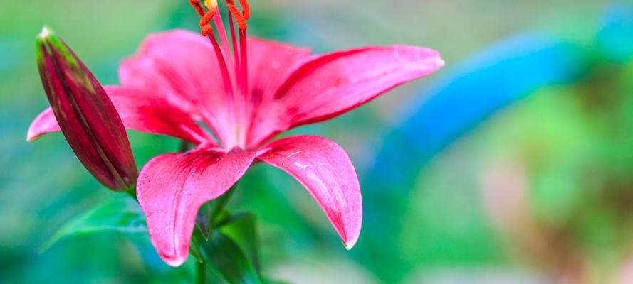 《花间一梦，花开花落》（绽放的美丽）