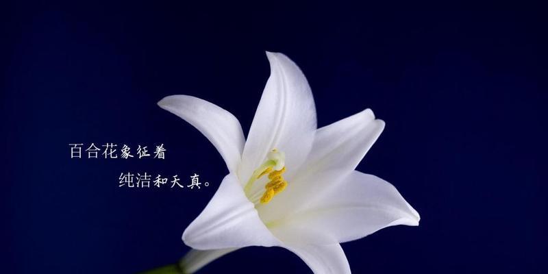 《花间一梦，花开花落》（绽放的美丽）