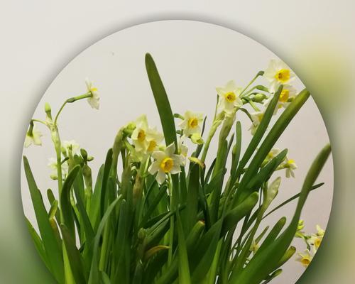 水仙花（以水仙花为象征）