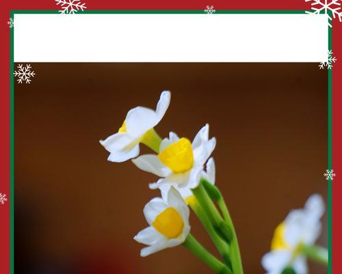 水仙花的寓意与象征（探寻水仙花的美与哲理）
