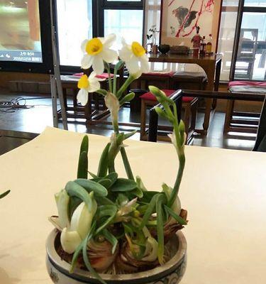 水仙花的花语与日本文化（探究水仙花在日本的象征意义与传统运用）