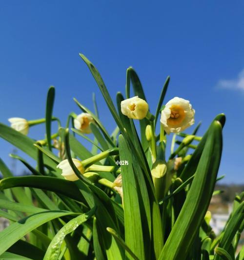 水仙开花的寓意与象征（解析水仙花背后的深意）