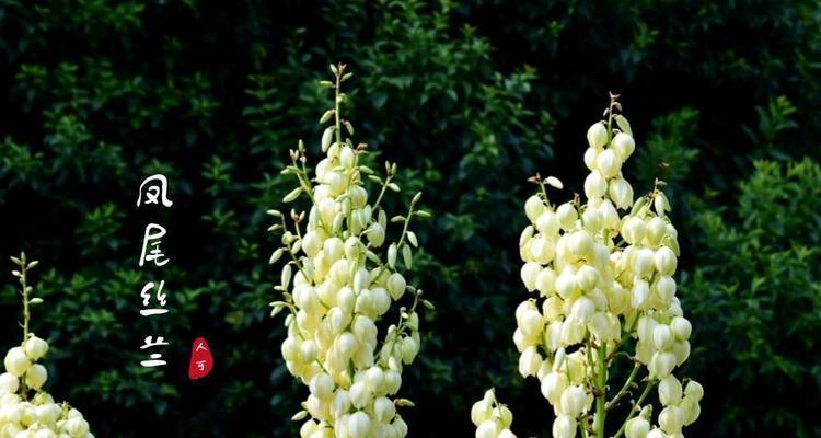 丝兰花语与寓意（丝兰花语的解读与传达）