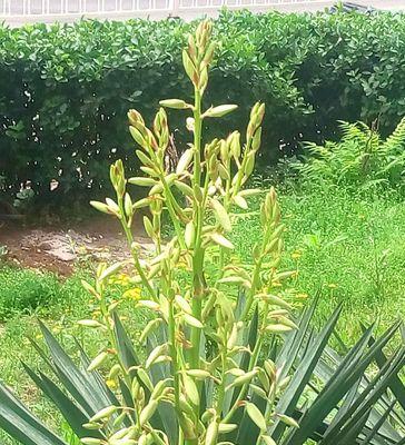丝兰花语与寓意（丝兰花语的解读与传达）
