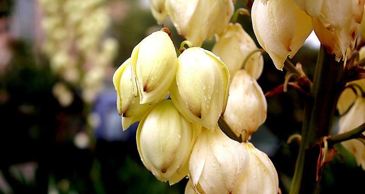 丝兰花的花语与意义（探寻丝兰花的深意）