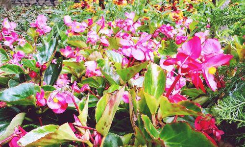 四季海棠花花语（四季海棠花花语与人生的启示）
