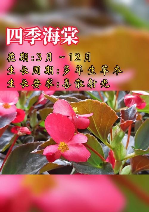 四季海棠花语（重温四季海棠的芬芳之美）