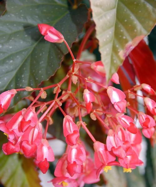 四季海棠花语（重温四季海棠的芬芳之美）