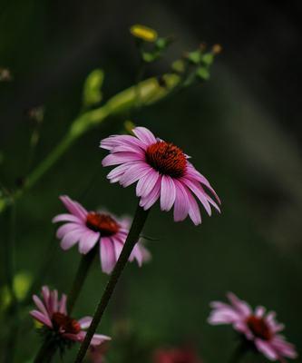 松果菊的花语与意义（解读松果菊所代表的心灵和情感）