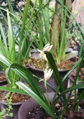 兰花的花语与美丽传说（倾听兰花的心声）