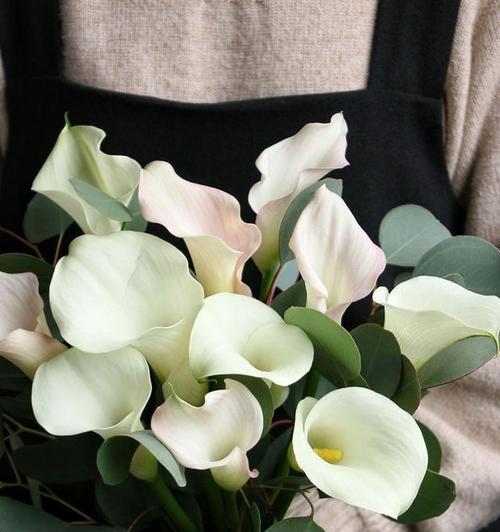 条纹蛇尾兰之美——花开如梦（探寻条纹蛇尾兰的花语与魅力）