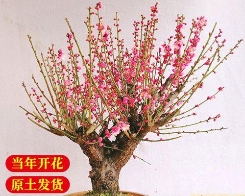 庭院梅花寓意——生命的坚韧与希望（探寻庭院梅花的象征意义和文化内涵）
