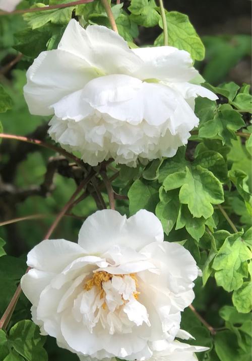 兔儿牡丹，花香满园（娇艳芬芳）