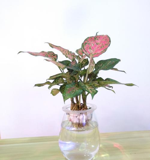 万年青的花语及寓意解读（探寻万年青在传统文化中的象征意义）
