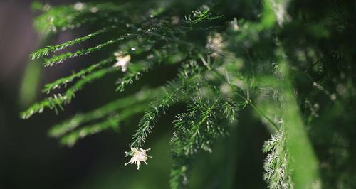 文竹开花的寓意与象征（探寻文竹开花背后的寓意和象征意义）