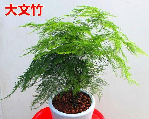 攀登高峰的勇气——以文竹爬的高的寓意（坚持）