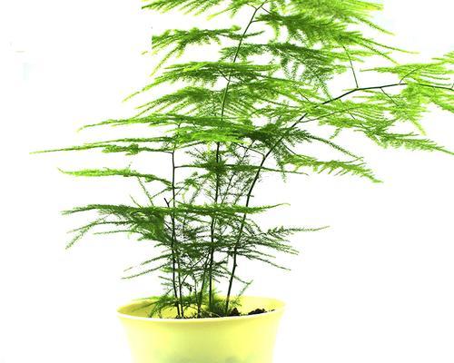 文竹的寓意与象征意义（探秘文竹的独特魅力）