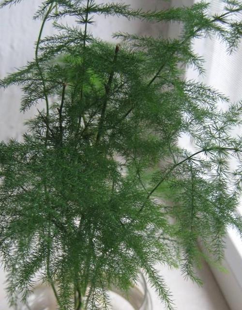 文竹（揭开文竹的寓意之谜）
