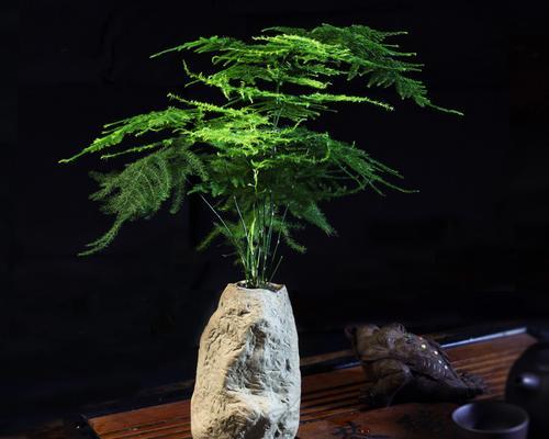 文竹微盆景的意义与价值（唤醒生活之美）