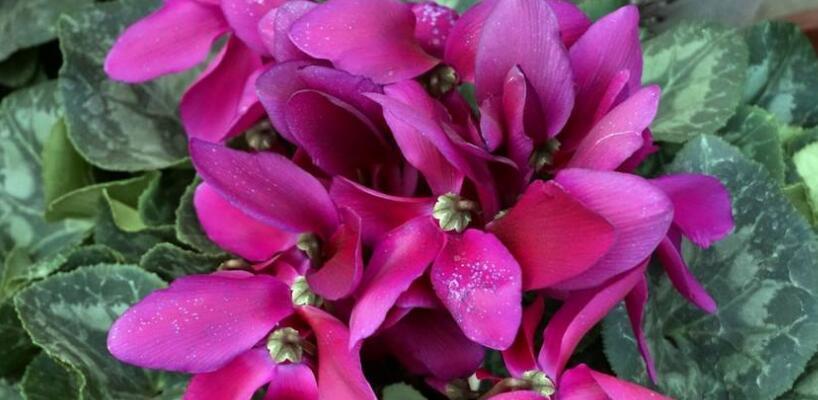 以仙客来花的花语（美丽的花朵传递着真挚的情感）