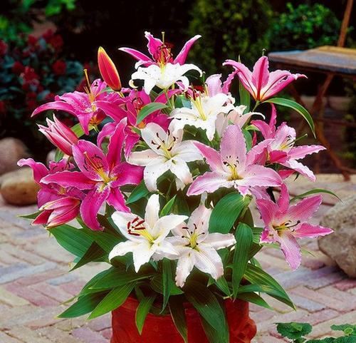 百合花的花语与意义（揭开百合花的神秘面纱）