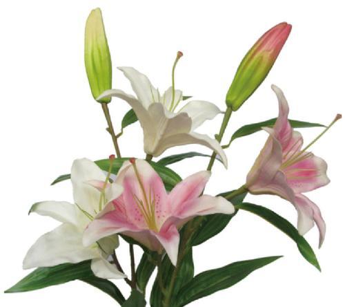 梯伯百合花（梯伯百合花语解析及传递爱的力量）