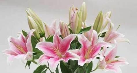 百合花语与寓意（探寻百合的花语与意义）