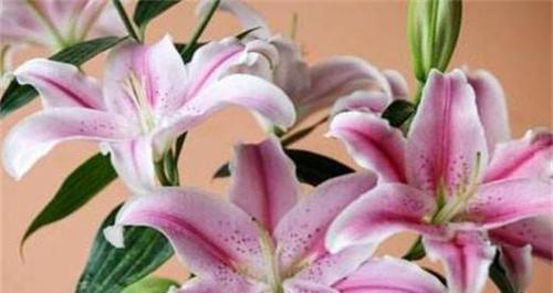 百合花的寓意与象征意义（神圣之花的美丽与守护）