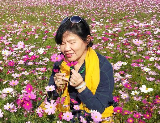 波斯菊花语（揭开波斯菊的花语之谜）