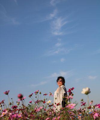 波斯菊花语（揭开波斯菊的花语之谜）