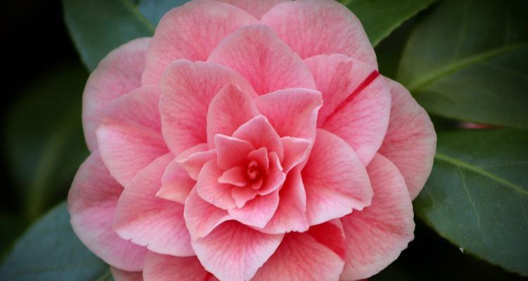 茶花的花语与含义（茶花的美丽和寓意）