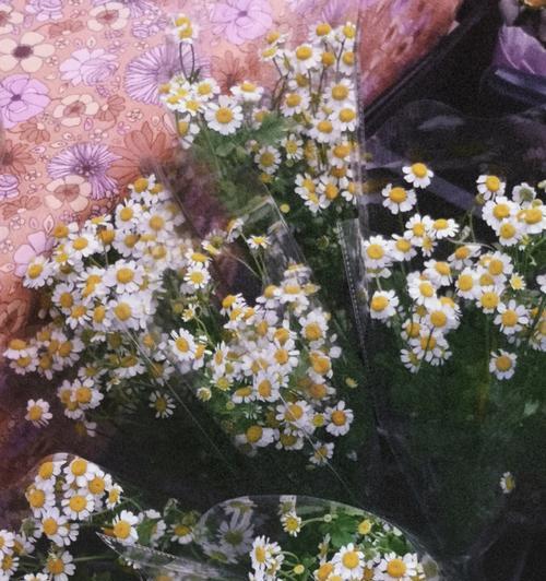 小雏菊的花语与寓意（探秘小雏菊的花语）