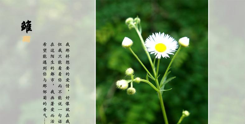 小雏菊的花语与寓意（探秘小雏菊的花语）