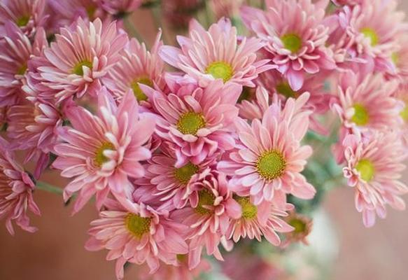 小雏菊的花语与寓意（探秘小雏菊的花语）