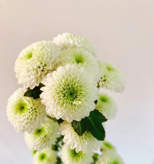 雏菊的寓意与意义（探寻雏菊之美与生命哲学）