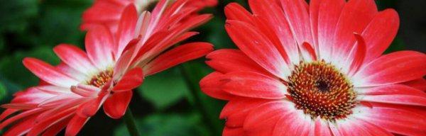 非洲菊花语（以非洲菊为媒介）