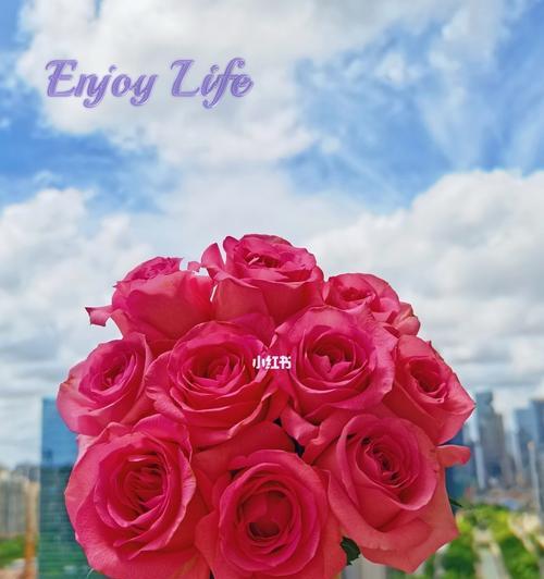 粉玫瑰（探寻粉玫瑰的花语和意义）