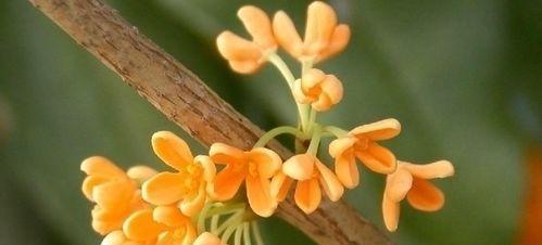 桂花的寓意与象征（桂花的美丽与深意）