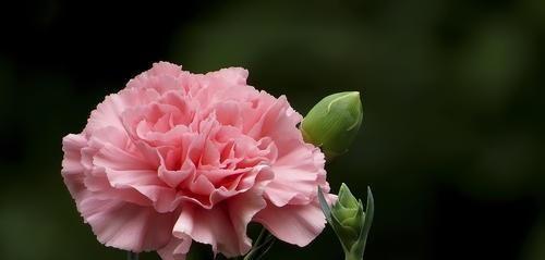 红色康乃馨的花语及其意义（传递爱情与感恩的代表花——红色康乃馨）