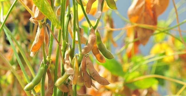 大豆是种子植物吗（探究大豆的种子属性及其生长发育过程）