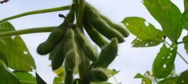大豆是种子植物吗（探究大豆的种子属性及其生长发育过程）