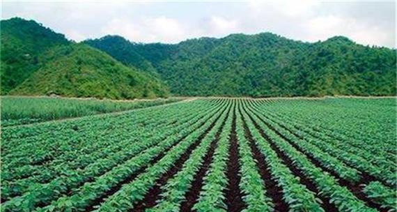 大豆追肥必备的肥料（选择适合的肥料为大豆生长助力）
