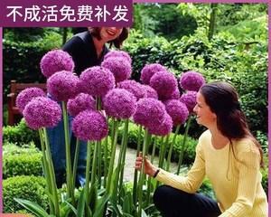 大花葱种球的保存与种植方法（让大花葱盛开的秘密在这里）