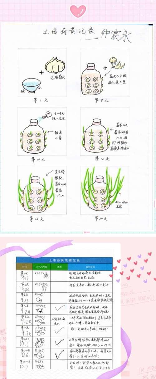 大花葱种球的保存与种植方法（让大花葱盛开的秘密在这里）
