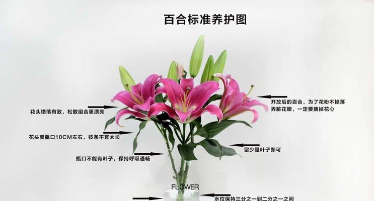 大花蕙兰换盆时间和方法（掌握换盆技巧让大花蕙兰更美丽）