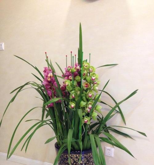 大花蕙兰种植技巧（选择合适盆口径为关键）