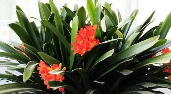 大货车上适合养什么花（最适合的花种和养护方法）