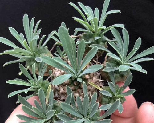 大戟科植物——热带多肉植物中的皇族（大戟科植物的分类）