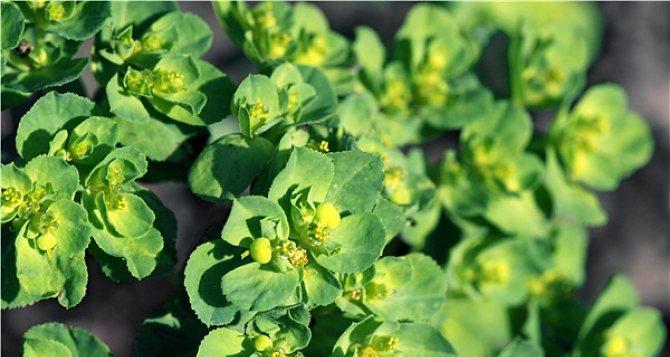 大戟科植物——热带多肉植物中的皇族（大戟科植物的分类）
