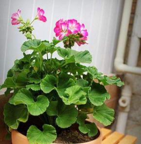 大口矮盆适合养什么花（探究大口矮盆的适合种植花卉类型）
